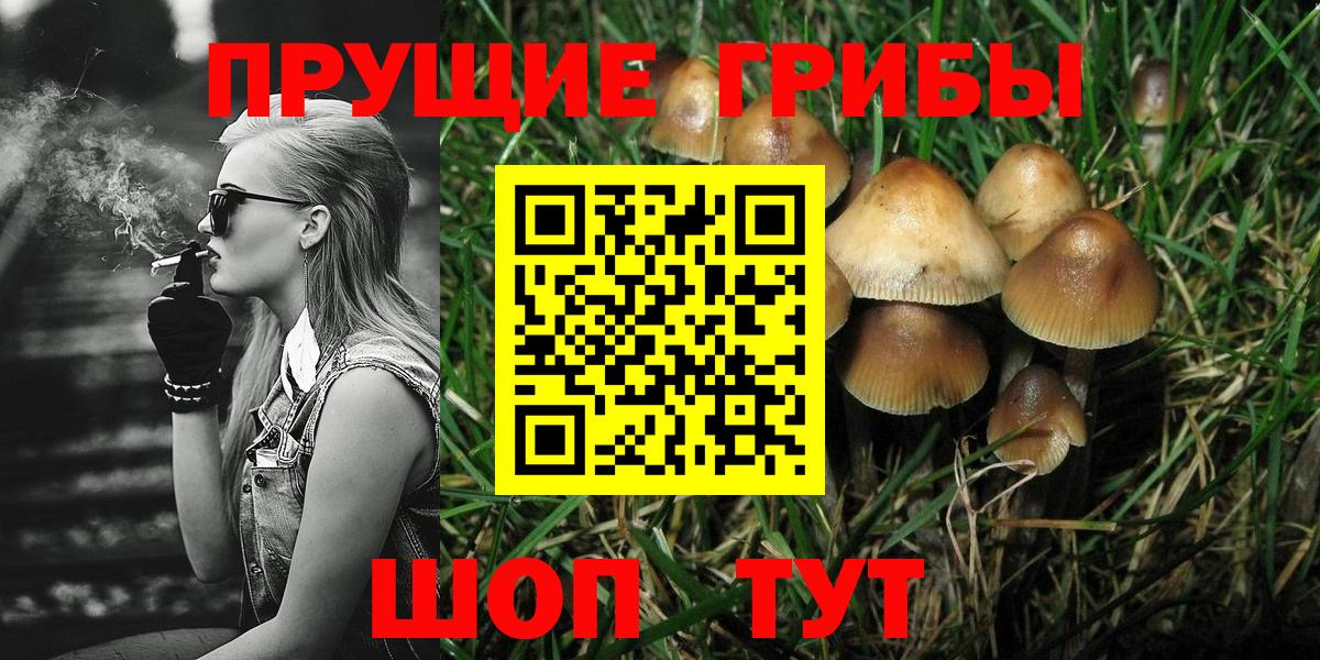 Псилоцибиновые грибы Cubensis Шахты